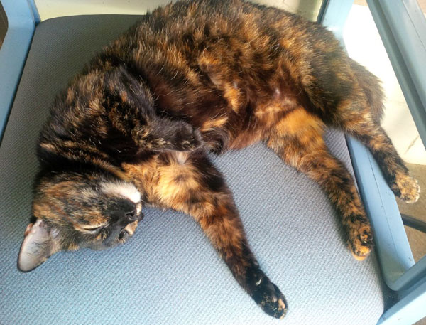 ... and the cat slept on. ... and the cat slept on.