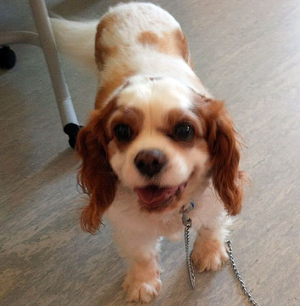 3 Dog Day At Peninsula