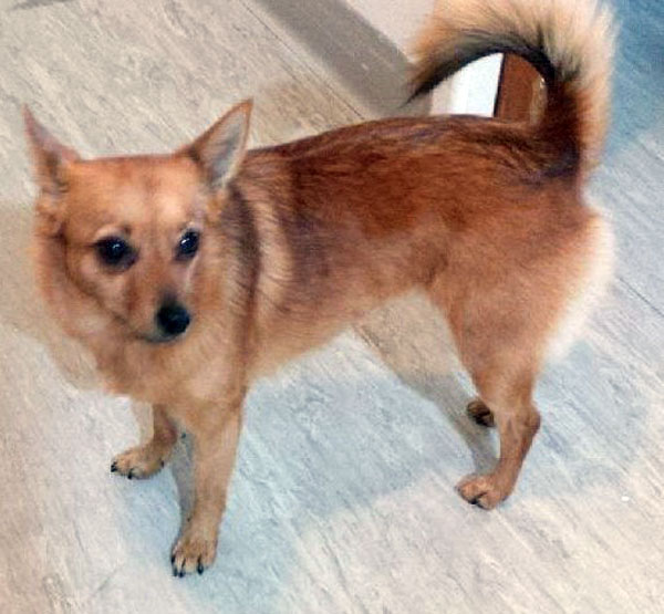 3 Dog Day At Peninsula