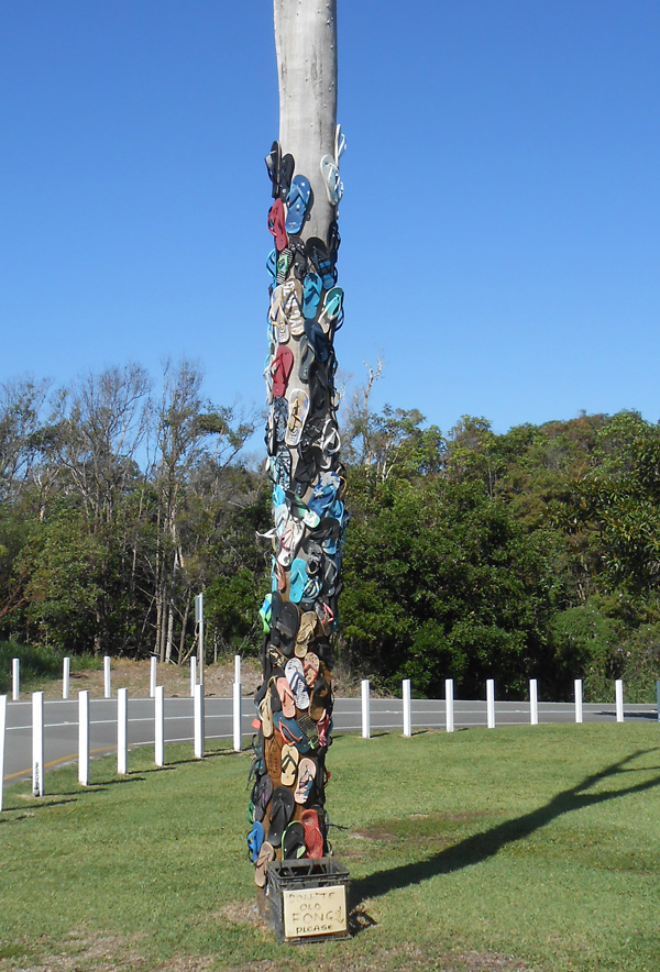 Thong Tree at Bribie Island