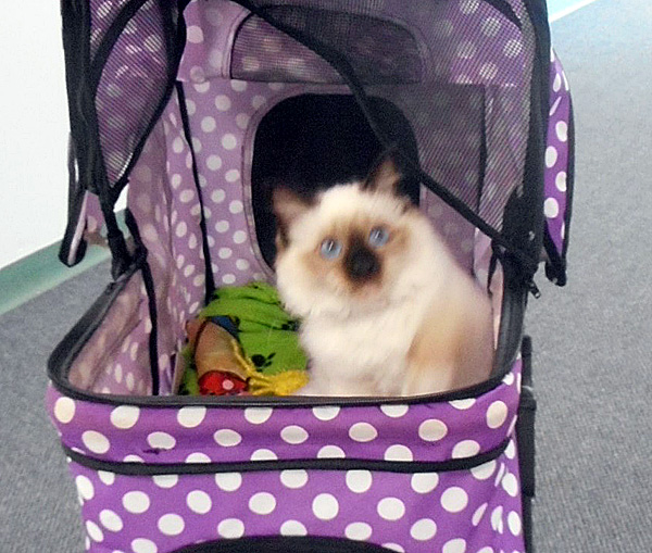 Roslyn Lodge had a visit from a fluffy friend!